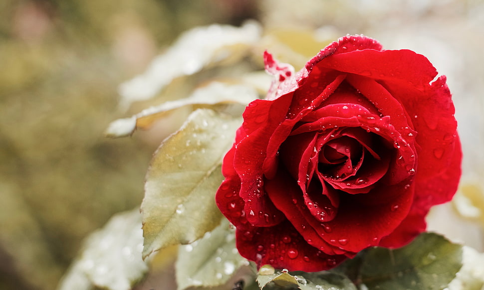 macro photography of red rose flower HD wallpaper