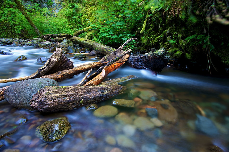 brown drift woods on lake, oneonta HD wallpaper