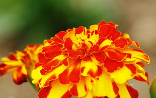 selective focus photography of red and yellow marigold flower