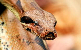 selective focus photography of brown and yellow snake