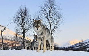 Siberian Husky, wolf
