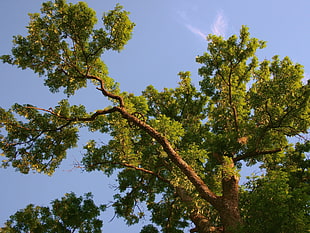green leaf tree
