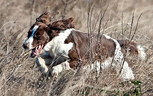 brown and white coated dog running at the field