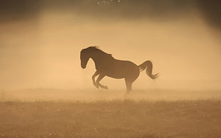 silhouette photo of horse, nature, horse, animals HD wallpaper