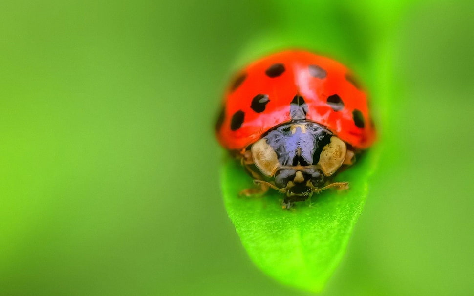 24-spot red ladybug on green leaf HD wallpaper