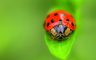 24-spot red ladybug on green leaf