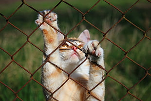 macro shot of cat behind cyclone fence