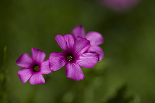 scenery of purple and pink flowers