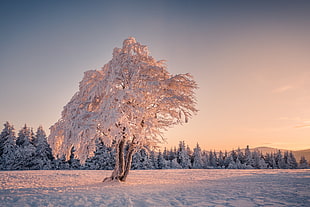 snow covered tree, landscape, winter, snow, trees