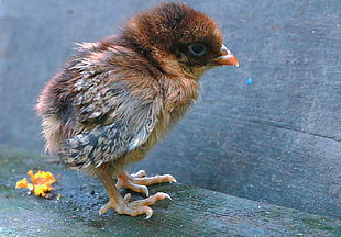 close-up photography of black and brown chick