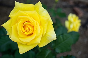 focused photo of a yellow Rose