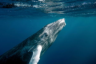 gray whale under body of water