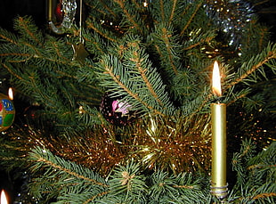 green Christmas tree with candle