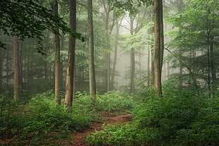 green leafed trees, forest, path HD wallpaper