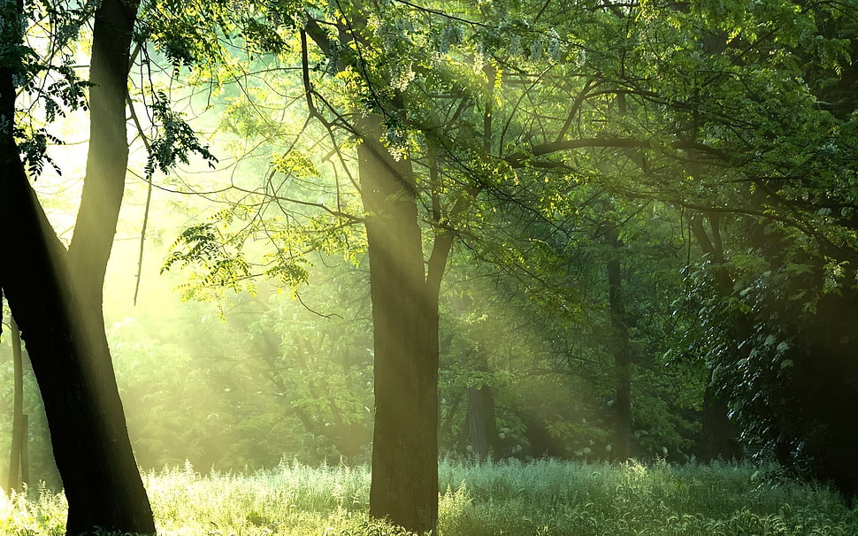brown tree, forest, sunlight, trees, nature HD wallpaper
