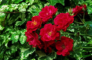 red flowers during daytime