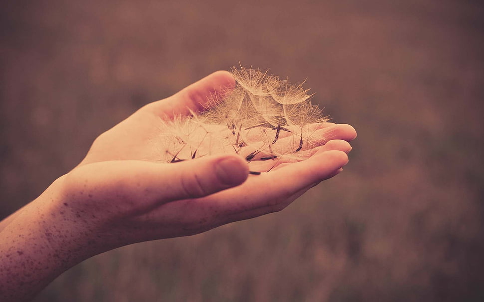 person holding dandelion HD wallpaper