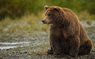 photo of brown bear at day time HD wallpaper