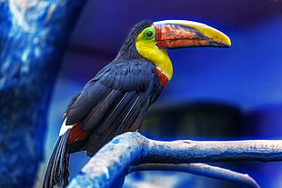 photography of adult toucan