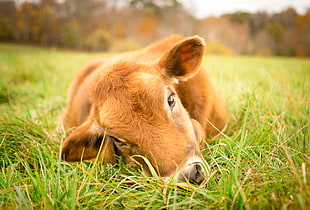 brown cow on top of green grass field, poplar HD wallpaper