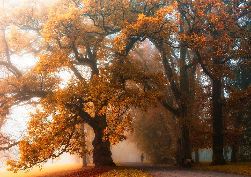 orange leafed trees HD wallpaper