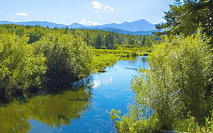 photo of river between green leaf trees under blue sky