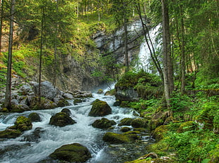 water falls near trees
