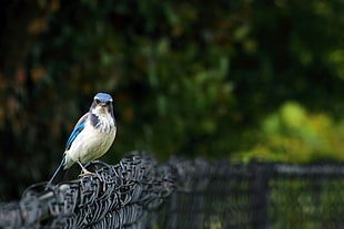 Scrub Jay perched on screen during daytime HD wallpaper