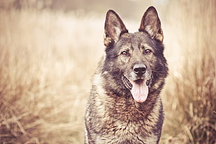 portrait of a Belgian Malinois HD wallpaper