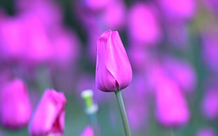 selective photo of pink Tulip flower