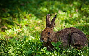 brown rabbit surrounded by green leaf plants HD wallpaper