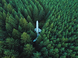 Airplane,  Trees,  Top view