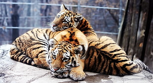 brown-and-black tigers on rock