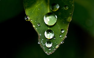 macrolens photograph of dew water drops on a leaf