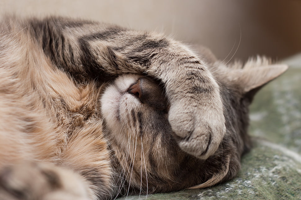 brown tabby cat, cat HD wallpaper