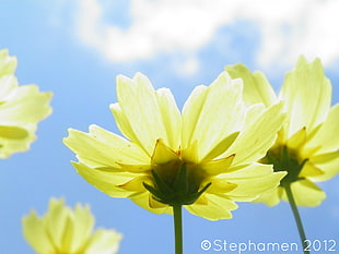 yellow petaled flowers, flowers, closed eyes, sky, yellow flowers