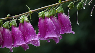 pink Foxglove flower with dewdrops