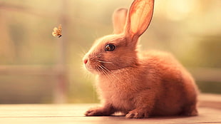 beige rabbit, rabbits, butterfly, animals, nature HD wallpaper