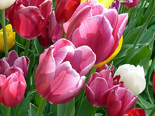 yellow, red and white tulip flower close-up photography, tulips, amsterdam HD wallpaper