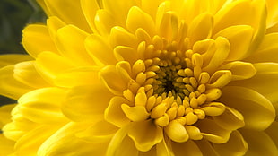closeup photo of yellow Dahlia flower, chrysanthemum