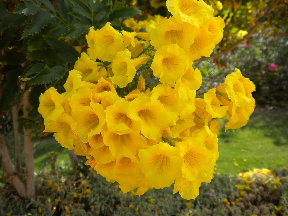 closeup photo of yellow Elder flower HD wallpaper
