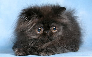 black long-coated kitten in closeup photo