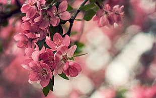 pink Sakura flowers