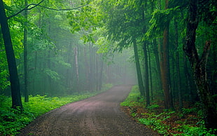 green trees, forest, road