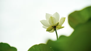 white flower with green leaves HD wallpaper
