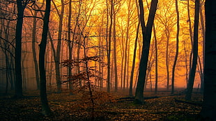 forest under sunset HD wallpaper