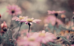 pink Daisy flowers in closeup photo