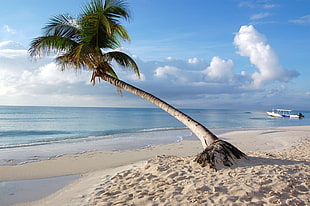 green coconut tree near seashore during daytime