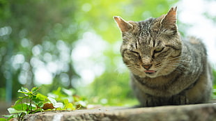 brown tabby cat closeup photography, grass