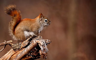 shallow focus photography of brown squirrel on brown tree branch